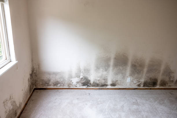 Dryden, MI Mold Inspection, Removal & Remediation Company